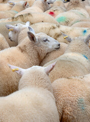 Close up of a flock of Sheep 