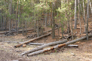 forest clearing to prevent forest fires
