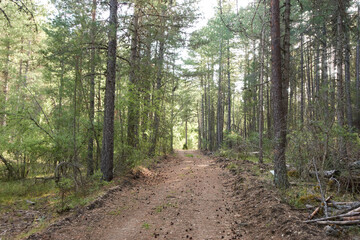 footpath in the woods
