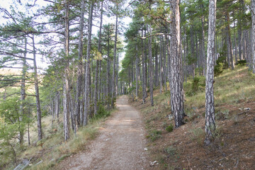 country path through the pine forest, hiking route