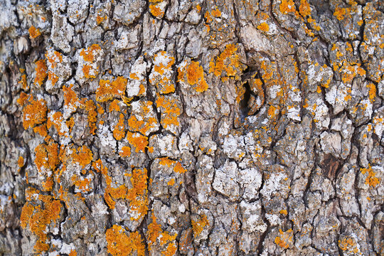 texture of the bark of a pear tree