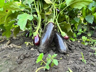 Close-up of purple eggplant fruits ripening on bushes in the garden. Ripe eggplants hanging on a plant in the garden. brynya on branches growing in the ground on the farm. Industrial cultivation 