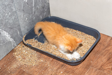 red kitten plays with sand in the cat litter box. Potty training a kitten