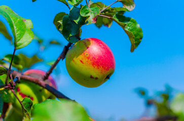 red green apples on a branch