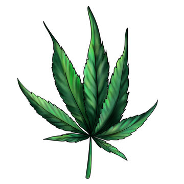  cannabis leaf isolated on a white background. Green marijuana leaf. Hand drawn watercolor illustration isolated on a white background