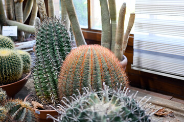 Selective focus shot of a ferocactus. Barrel cactus. Close up of spines on a barrel cactus. The...