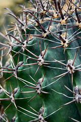 Selective focus shot of a ferocactus. Barrel cactus. Close up of spines on a barrel cactus. The rows of spines of the barrel cactus create a pleasing pattern.Ferocactus latispinus, a species of barrel