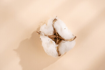 one single white cotton plant ball - autumn decoration on beige colored background, flat lay, top view