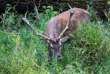 Red deer in high grass