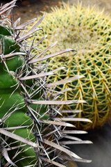 Selective focus shot of a ferocactus. Barrel cactus. Close up of spines on a barrel cactus. The rows of spines of the barrel cactus create a pleasing pattern.Ferocactus latispinus, a species of barrel