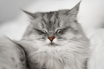 Close-up portrait of a beautiful fluffy gray cat that lies on the bed. The cat is sleeping on the bed.