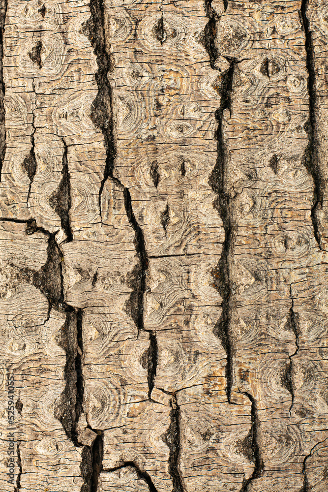 Wall mural dry tree bark texture and background.