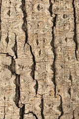 dry tree bark texture and background.