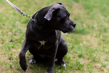 Cane Corso for a walk, in nature.