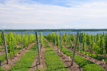 Fototapeta na wymiar Vineyards in Nova Scotia produce wines with the 