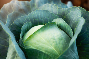 Obraz premium Fresh, white cabbage growing in a vegetable garden on a farm.