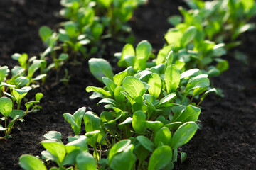 Greens of a young lettuce growing in rows on a bed in a greenhouse.