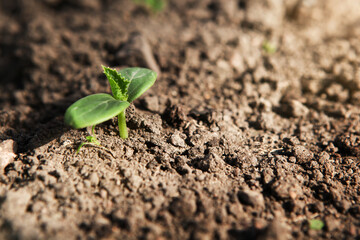 The first germinal leaves of a young cucumber close-up grow in the soil.