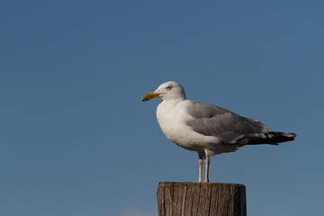 Shore Bird on a Post
