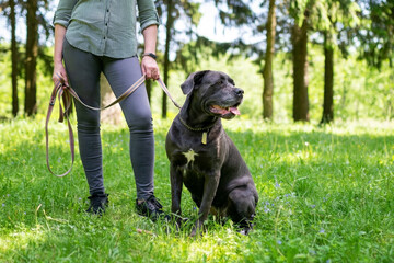 Cane Corso in unloading, in the forest, for a walk.