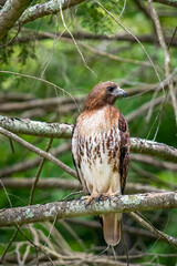 Redtail Hawk Perched on a Branch Looking for Prey