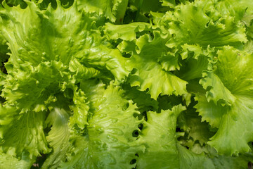 Background from light green salad leaves, top view. Raw green leaf vegetables. Bright leaves of salad for poster, calendar, post, screensaver, wallpaper, postcard, card, banner, cover, website
