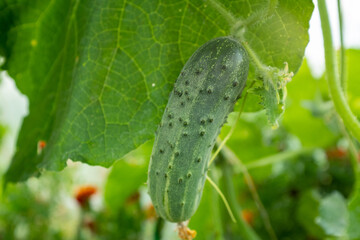 Green cucumbers plant grow in greenhouse, close-up. Organic food agriculture concept. A backing from cucumber plant with cucumbers for branding, calendar, postcard, wallpaper, poster, banner, website