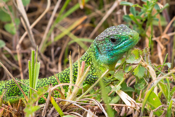 Lézard Vert
