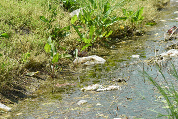 The river is polluted with rubbish