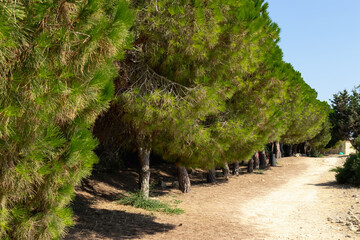 Green trees in a row. Archaeological Site of Nea Paphos. Cyprus.