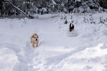 dogs play and run in the snow in winter