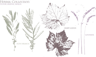 Olive tree, grape leaf, lavender. Set of dried herbs and natural plants - herbarium logo collection  - 525946290