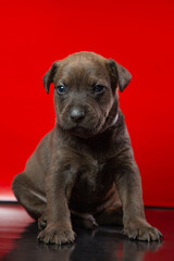 Obraz premium Perritos, cachorros en una pequeña caja y posando sobre un fondo rojo. Concepto veterinarias y tiendas para mascotas.