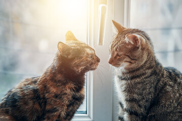 Two cats sitting on windowsill under rays of sun. Friendship between pets. Curiously domestic animals. Good day outside window. Kittens sniff each other with their noses. Concept of Valentine's day.