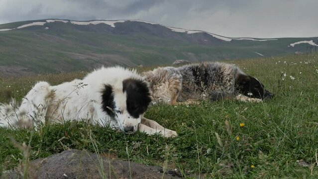 two large fluffy dogs lying on the green grass in high mountainous areas guard a flock of sheep and help the shepherd graze the cattle. Gray and white guard dogs lie on a green lawn in the mountains