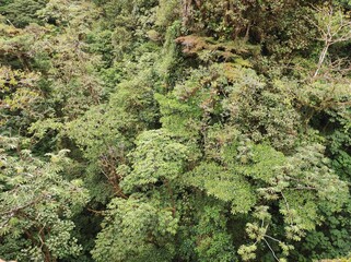 View from above of a cloud forest canopy