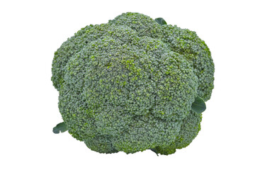 image of isolated broccoli for illustration - obrazy, fototapety, plakaty