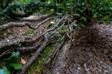 Fototapeta na wymiar A fallen tree in a dried riverbed with green leaves