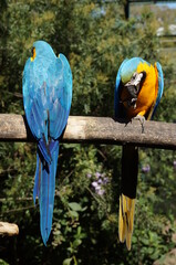 Guacamayo azul 