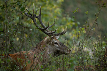 Red deer, cervus elaphus, hiding in bush in autumn wilderness in close up. Brown mammal peeking out of thicket in fall. Stag watching in woodland from side.