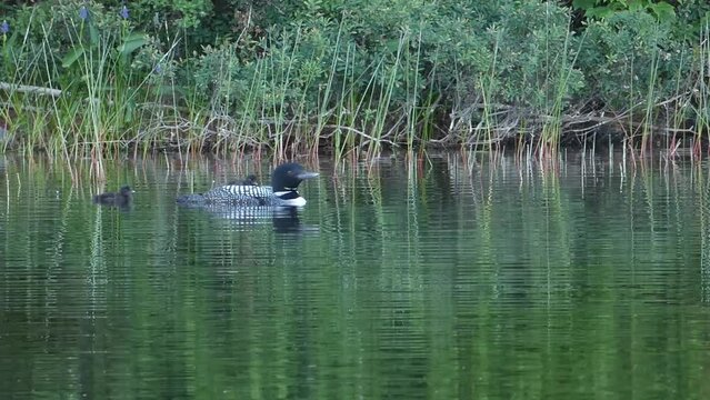 A common Loon swimming with a small chick on its back. 