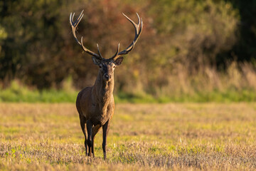 Red deer, cervus elaphus, approaching on meadow in summer golden hour. Brown stag walking on fied in sunlight in summertime. Mammal with antlers going closer on pasture.