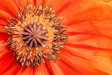 Poppy flower close-up. Natural background. Selective focus