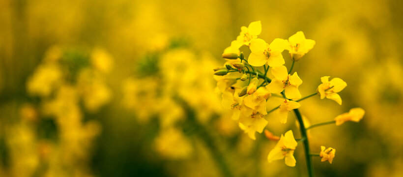 Rapeseed flower on a yellow-green background. close up