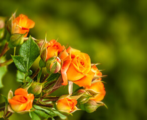 Young rose flowers on a green defocused background.