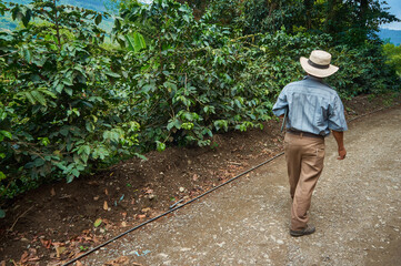 Farmer walking next to coffeee crops in Pijao, Quindio, Colombia.