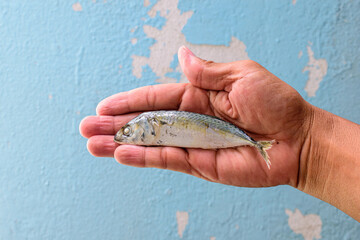 small mackerel mackerel in hand blue wall background cheap food concept