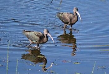 Couple d'Ibis falcinelle