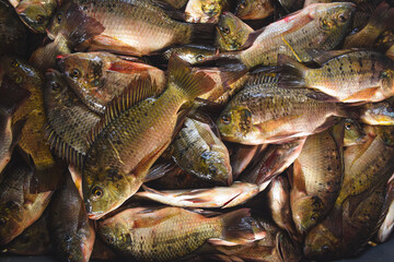 fish on the market