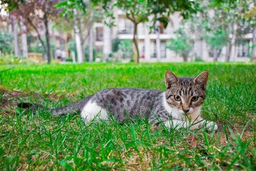 Naklejka na ściany i meble A cute cat on the meadow in a hotel resort in turkey